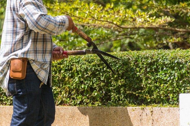 Garden Maintenance South Kensington, SW7